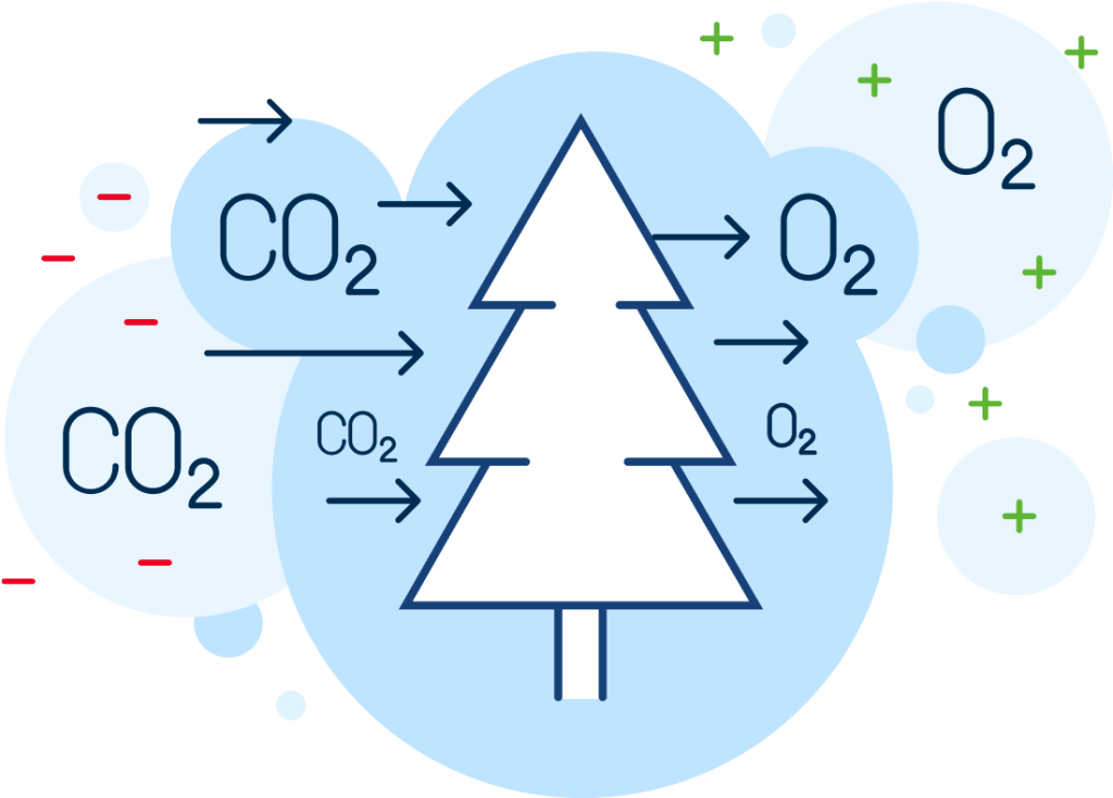 Graphic of carbon dioxide being captured by a tree and oxygen being made. 