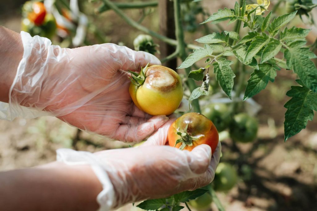 Gloved hands holding two rotten tomatoes with the plants in the background.