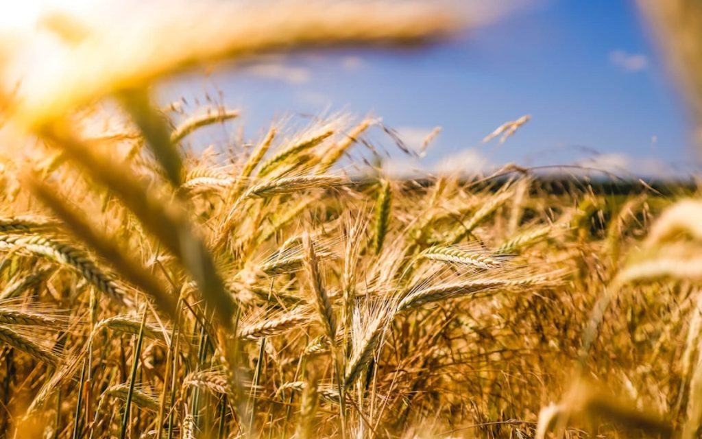 Close-up shot of the fluffy tops of golden stalks of wheat against a bright blue summer sky. 
