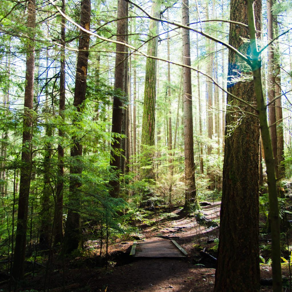 picture of forest with walkway and light streaming through.