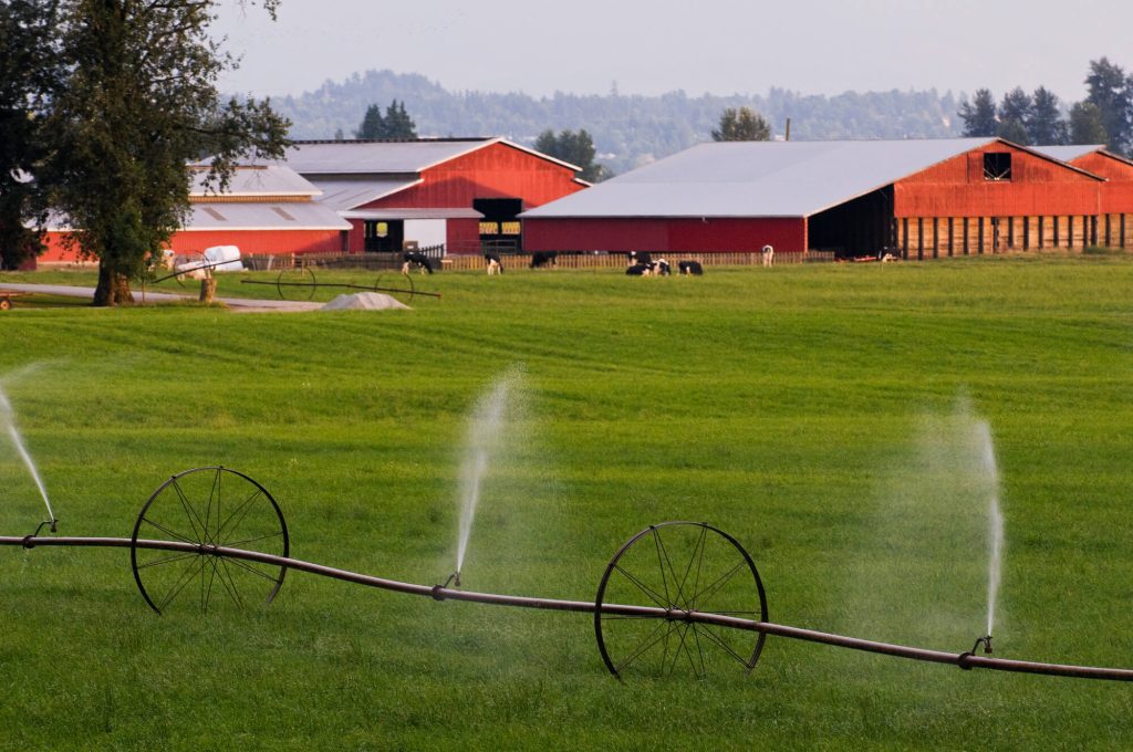 Black-and-white spotted cows rest on the grass in front of a series of red barns. 